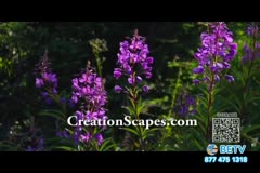 TV Content Image